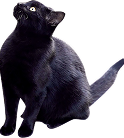 黒色ネコ