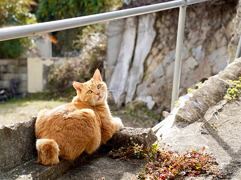 猫の細道写真（スワイパー2）